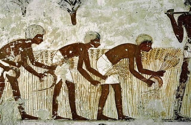 Ancient Egypt agriculture facts about farming in ancient Egypt
