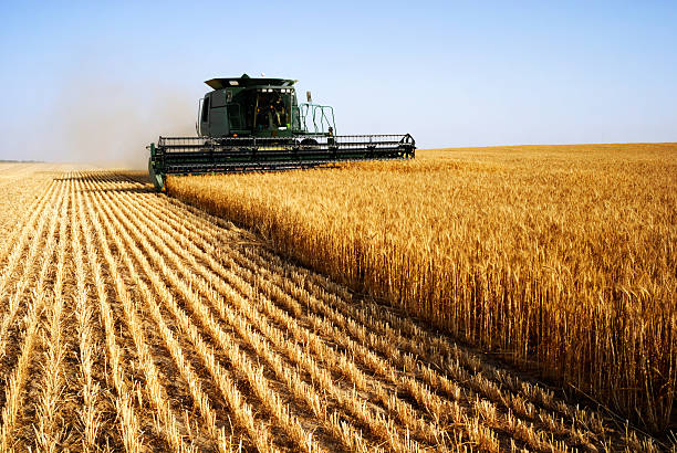 combine harvesting wheat