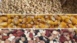 Grain, Corn & Beans