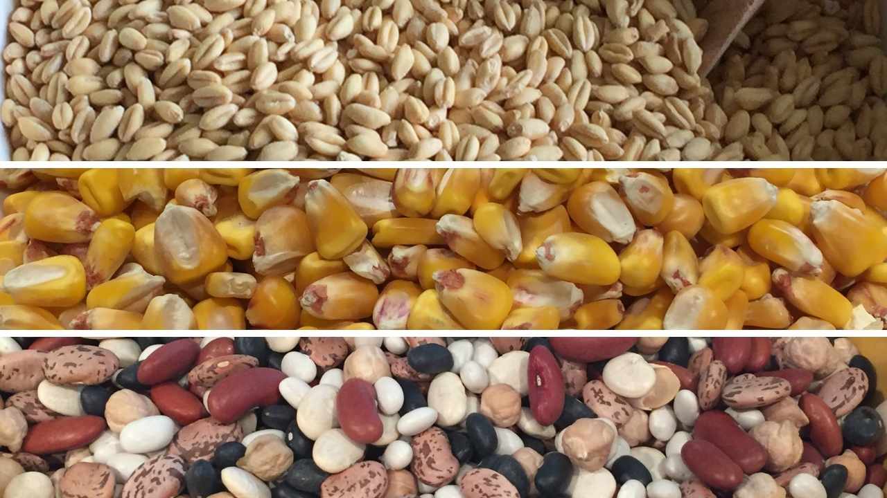 Grain, Corn & Beans
