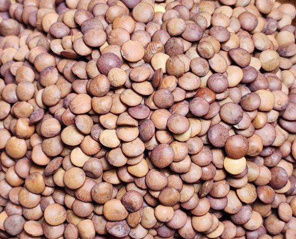 Brown Lentils