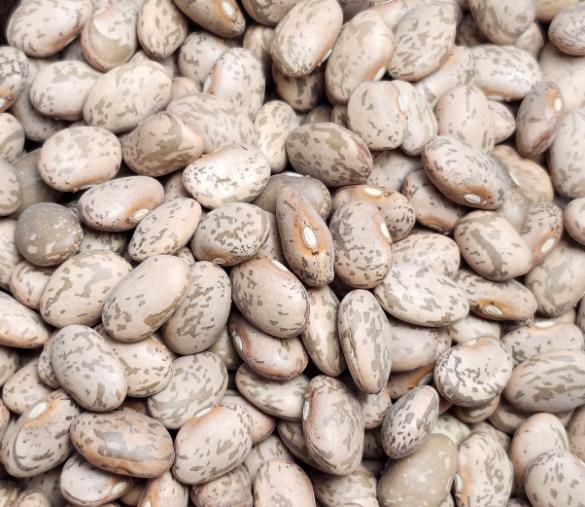 Pinto Beans
