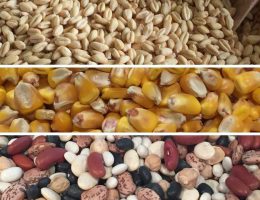 Grain, Corn & Beans